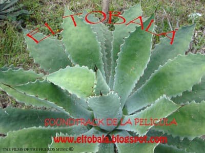 El Zopilote. www.eltobala.blogspot.com