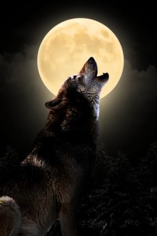 JINGLE "RADIO LOBO" (tu radio en internet)... DESDE ZACATECAS MX.