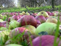 Sabores Antiguos